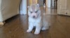 kc registrované Siberian Husky štěňata 324506_t.jpg