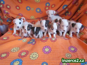 jack russell terier_1 324532_1.jpg