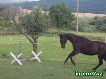 Klisna ČT, s PP, zařazena do PK_2 324746_2.jpg