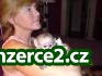 krásné mužské a ženské Kapucínský opice na prodej_1 325141_1.jpg