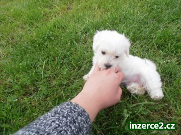maltezáček_2 325198_2.jpg