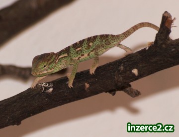 Chameleon jemenský_1 32532_1.jpg