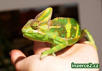 Chameleon jemenský_2 32532_2.jpg
