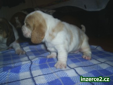 Basset hound s pp_1 32590_1.jpg