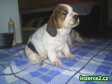Basset hound s pp_2 32590_2.jpg