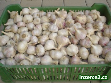 Český sadbový česnek a český drobný konzumní česnek_1 326113_1.jpg