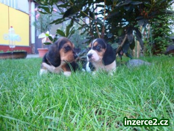 Basset štěňátka_1 326304_1.jpg