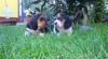 Basset štěňátka 326304_t.jpg