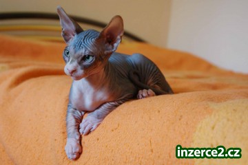 koťata Kanadský Sphynx_1 326608_1.jpg
