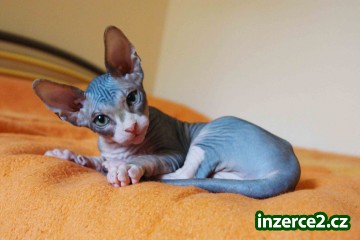 koťata Kanadský Sphynx_2 326608_2.jpg