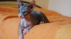 koťata Kanadský Sphynx 326608_t.jpg