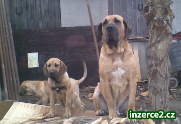 Brazilská Fila_1 326724_1.jpg