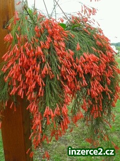 Russelia eguisetifosmis_1 327346_1.jpg