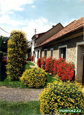 Russelia eguisetifosmis_2 327346_2.jpg