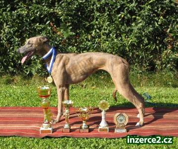 whippet(vipet)štěňata_1 327688_1.jpg