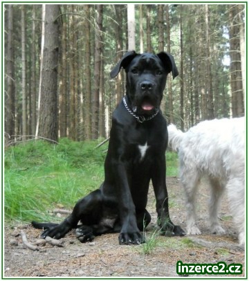 Bandog s PP_1 327752_1.jpg