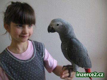 Amazonek černotemenný a Žako_2 328007_2.jpg