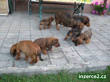 Alpský brakýř jezevčíkovitý_2 328379_2.jpg