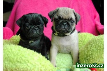 Mops štěňátka_1 328511_1.jpg