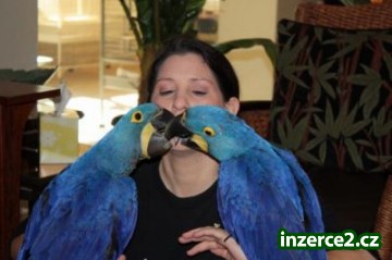 ochočené a mluvit macaws_1 329037_1.jpg