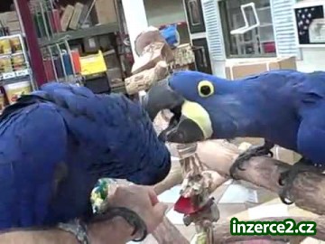 ochočené a mluvit macaws_2 329037_2.jpg