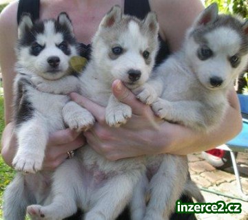 Rozkošný Sibiřský husky Štěňata_2 329125_2.jpg