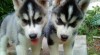 Rozkošný Sibiřský husky Štěňata 329125_t.jpg