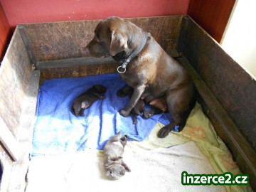 Labradorský retriever s PP čokoládová barva_1 329409_1.jpg