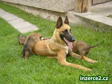 Prodám 2 letou fenu Belgického ovčáka Malinois s PP_1 330130_1.jpg