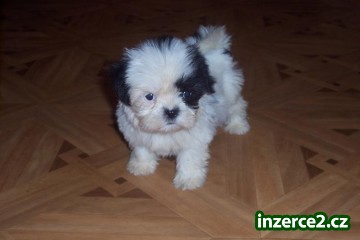 Shih-tzu - štěňátka_2 330326_2.jpg