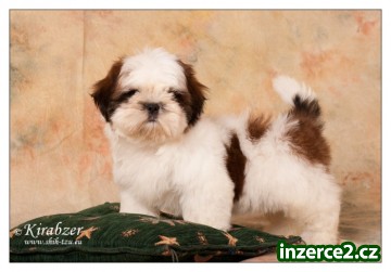 Shih-Tzu štěňátka_2 330382_2.jpg