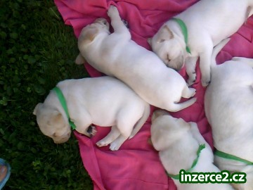 Prodám štěňátka Labradorského retrívra_1 330448_1.jpg