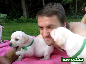 Prodám štěňátka Labradorského retrívra_2 330448_2.jpg