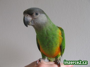 Amazonek černotemenný, Papoušek senegalský, Žako_2 331056_2.jpg