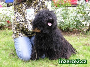 Puli bez pp plemeno s dredama_1 331716_1.jpg