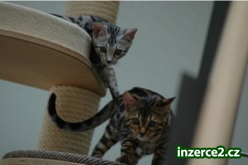 Bengals - fantasticky rosettierte Bengal koťata!_2 331717_2.jpg