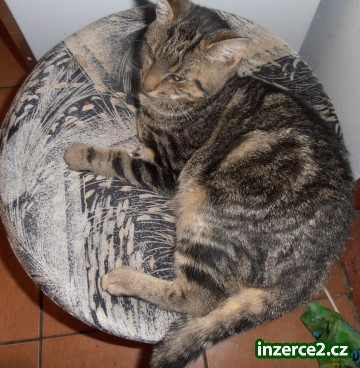 Bengálský kocour_1 332013_1.jpg