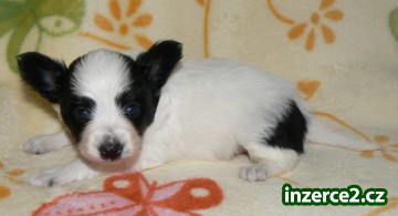 Papillon s PP_1 33238_1.jpg