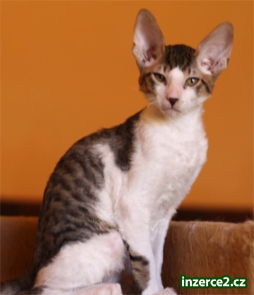 Cornish Rex - krásná koťátka s PP_2 332847_2.jpg