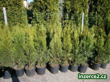 Thuje,Thuja Smaragd 70cm_2 333001_2.jpg