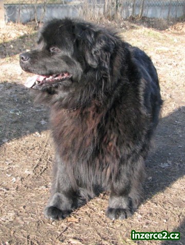 novofundlandský pes - daruji_2 333735_2.jpg