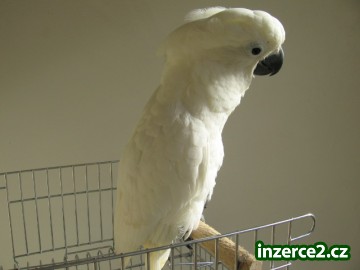 Kakadu bílý a Žako_1 334348_1.jpg