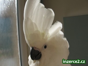 Kakadu bílý a Žako_2 334348_2.jpg