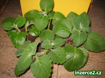 RÝMOVNÍK Mexický EUKALIPT Plectranthus proti rýmě_1 334378_1.jpg