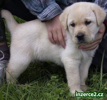 Rozkošný samec a samice Labradorský retrívr štěňata na Vánoce_1 334589_1.jpg