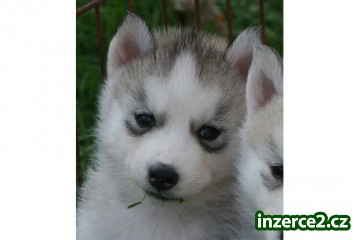 Sibiřský husky štěňata pro přijetí_1 335216_1.jpg