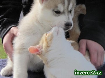 Sibiřský husky štěňata pro přijetí_2 335216_2.jpg