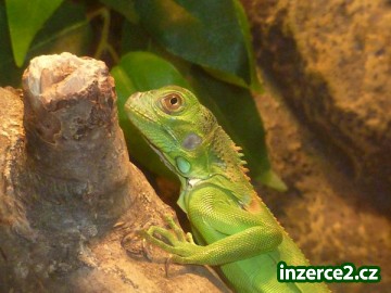 Leguán zelený spěchá_1 335616_1.jpg