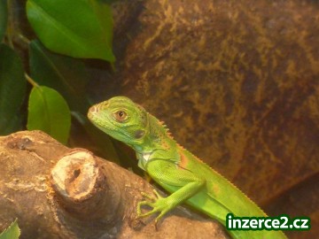 Leguán zelený spěchá_2 335616_2.jpg