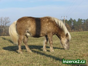 Prodám pony valáška - vhodný pro vožení dětí_2 33568_2.jpg